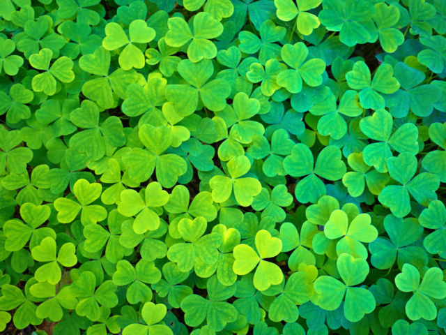St. Patrick's Day Clover Leaves Texture